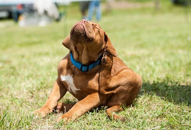 fleas on a dog