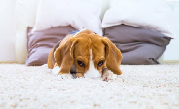 Can Carpet Cleaning Make You Sick