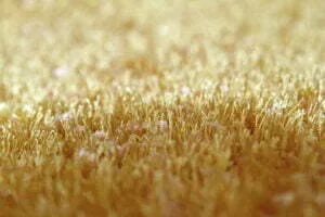 Getting sick from carpet cleaning