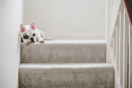 Best Carpet For Stairs
