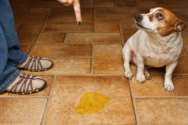 Clean pet stains from carpets