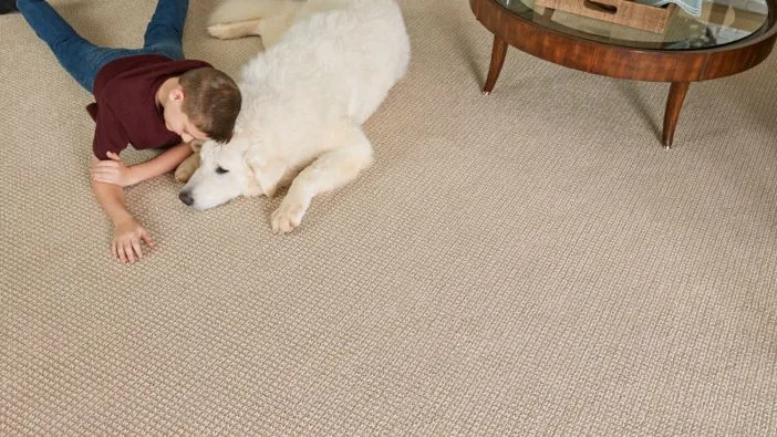 Best carpet for your home