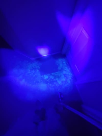 finding pet urine with a black light