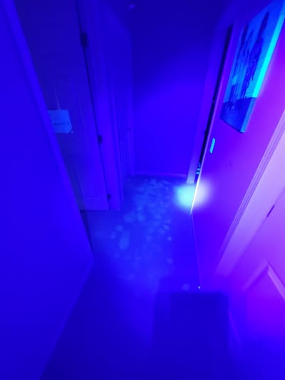 Pet urine find with a UV black light