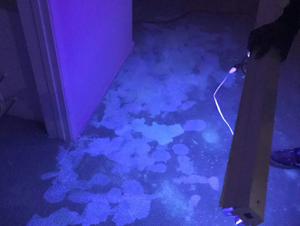 Urine Damage Using Black Light UV Light