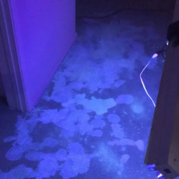 Urine Damage Using Black Light UV Light