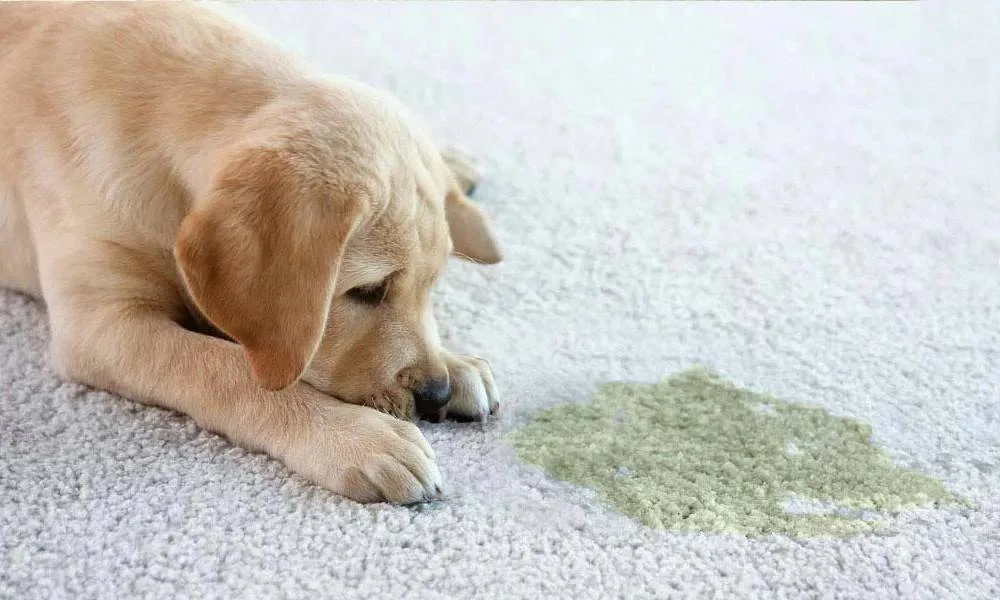 remove urine with professional carpet cleaning