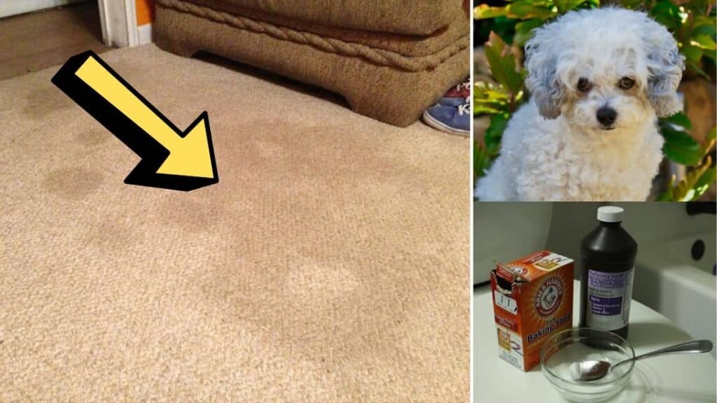 Remove Pet Urine Stain & Odor From Carpet